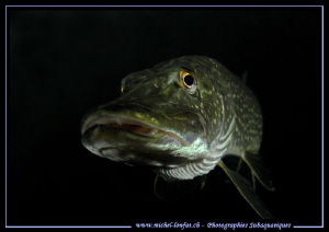 Pike attitude II... :O)... by Michel Lonfat 